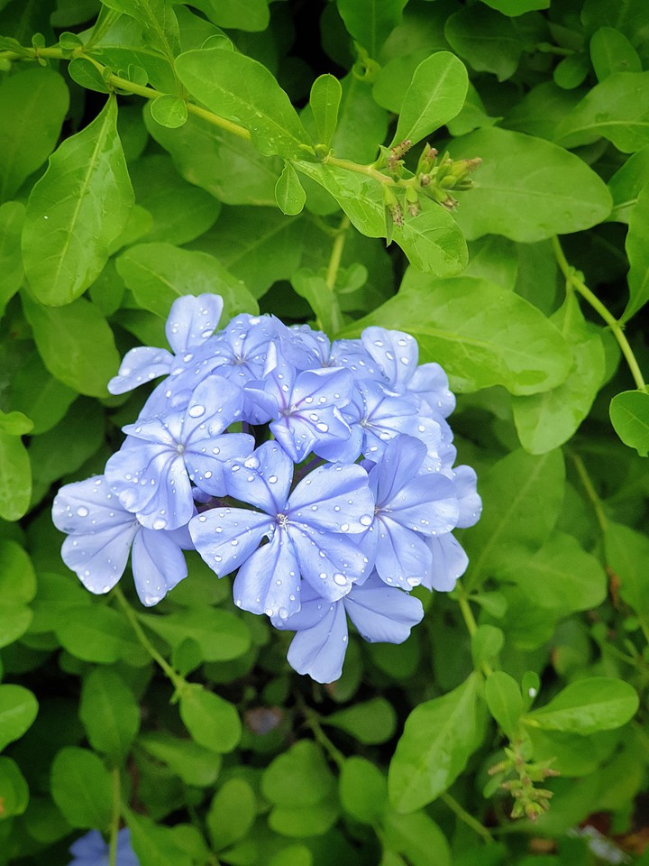 Dew on Blue