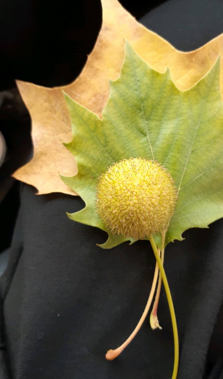 Autumn