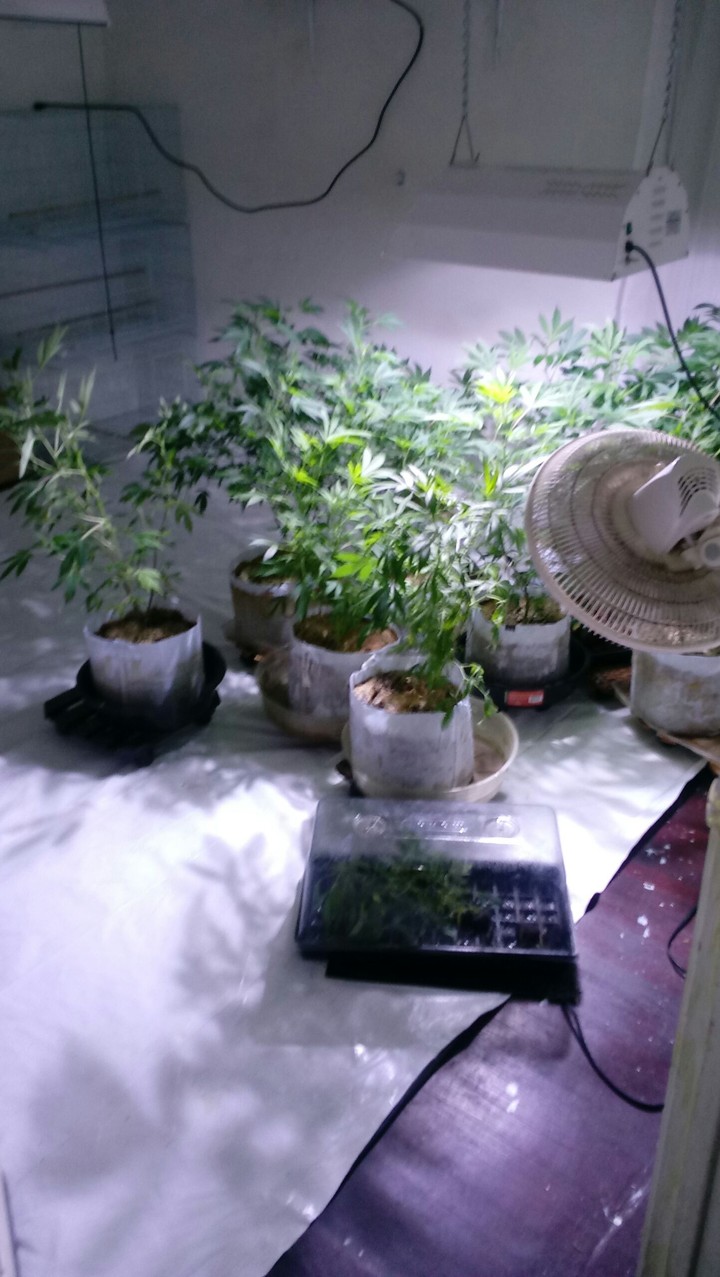 Smoke Weed everyday