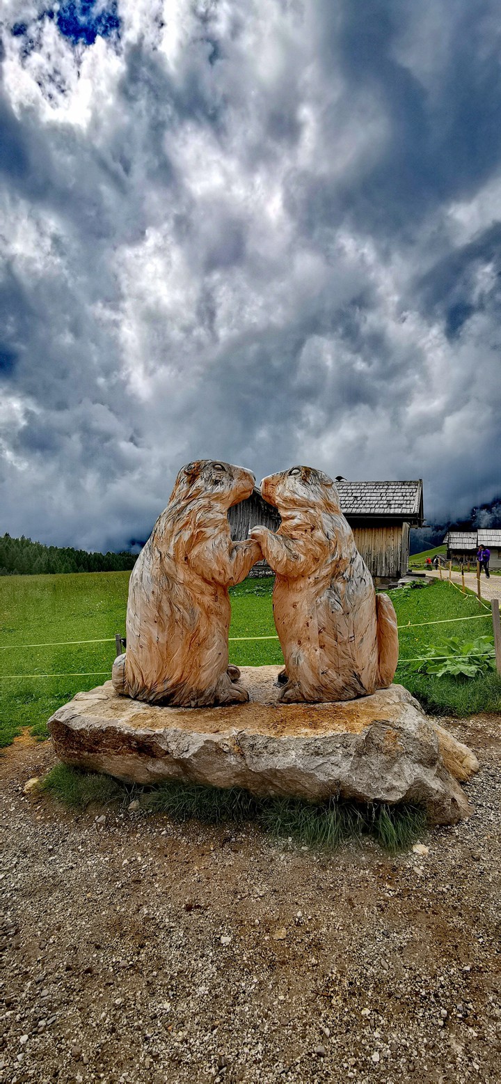 marmotta