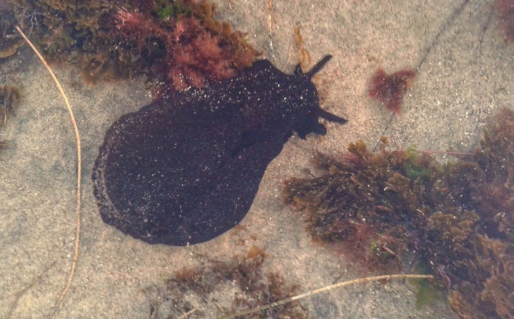 Seaslug