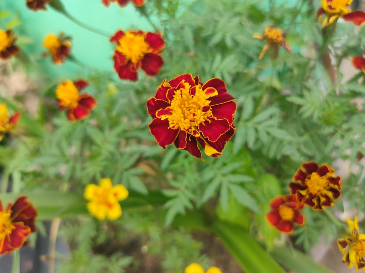 orange red yellow