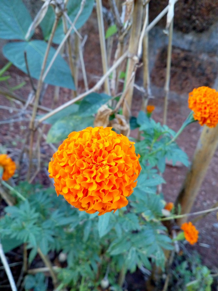 Blossoming Gold