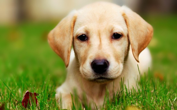 Retriever Baby