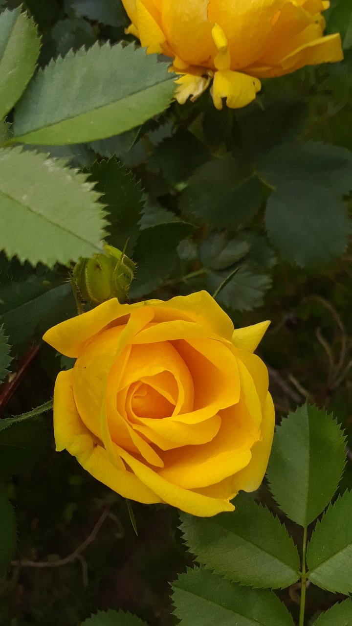 yellow rose