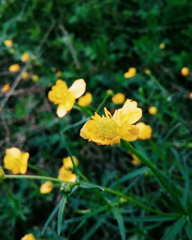 flowers