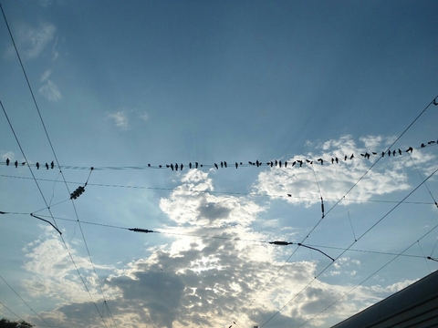 birds