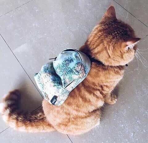 cat