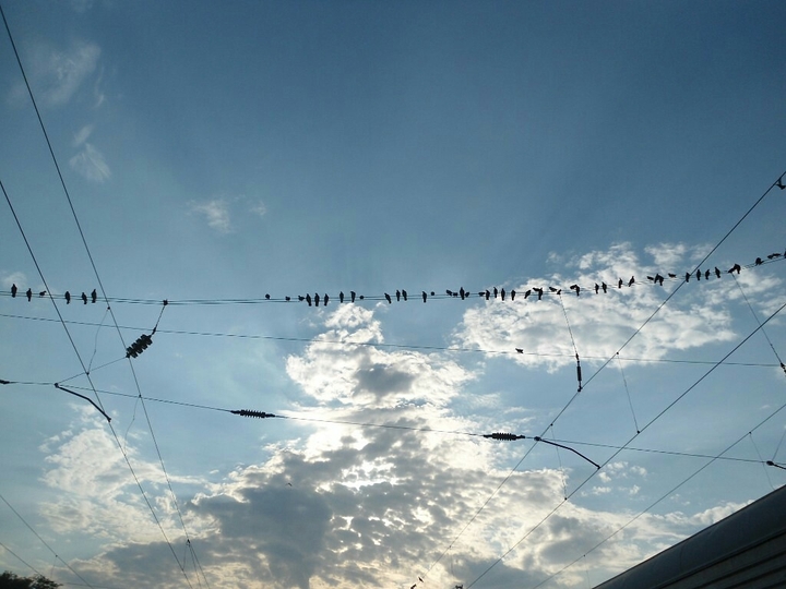 birds