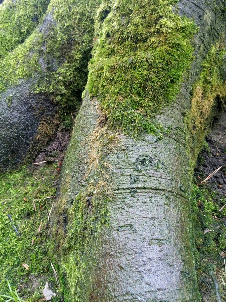 moha
