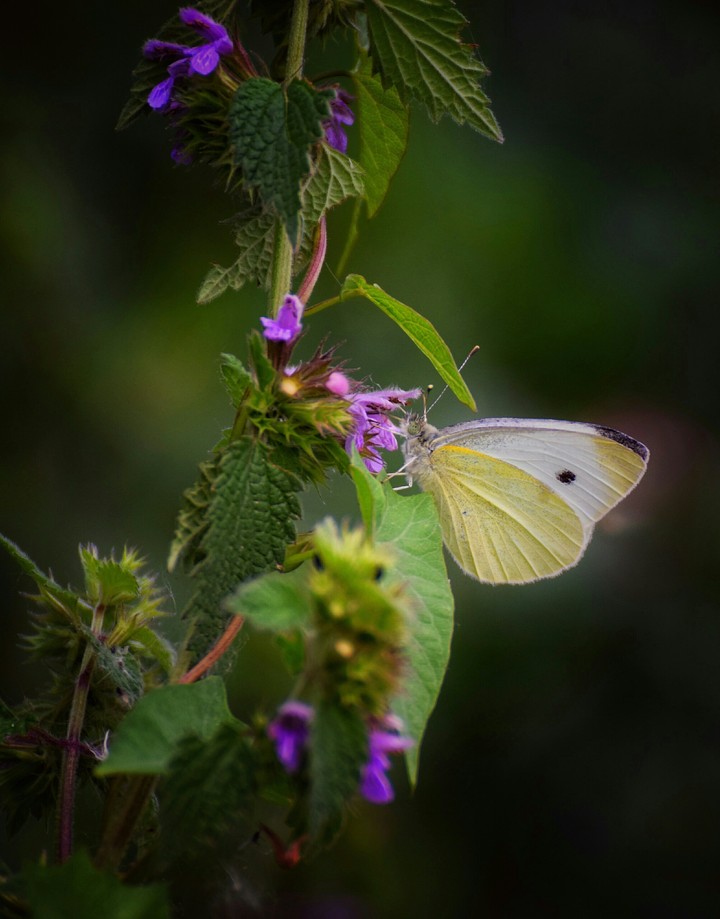 butterfly