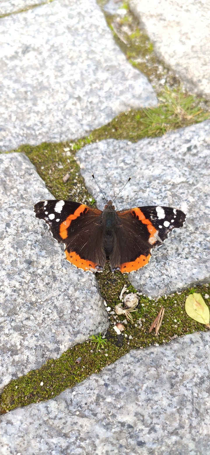butterfly