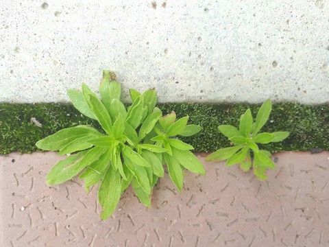 Plant