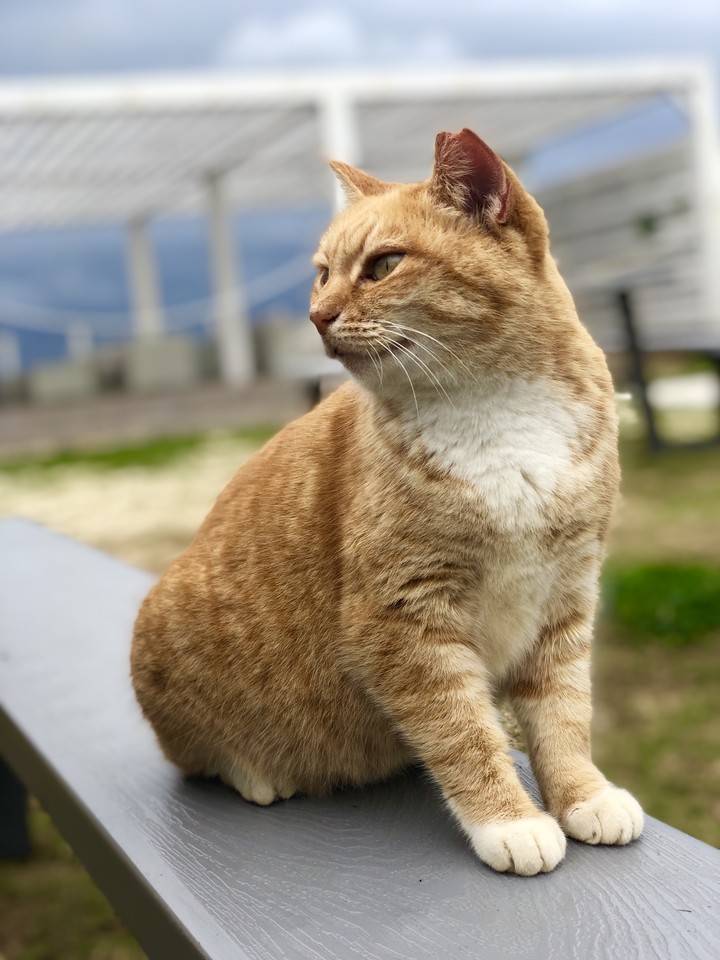 cat