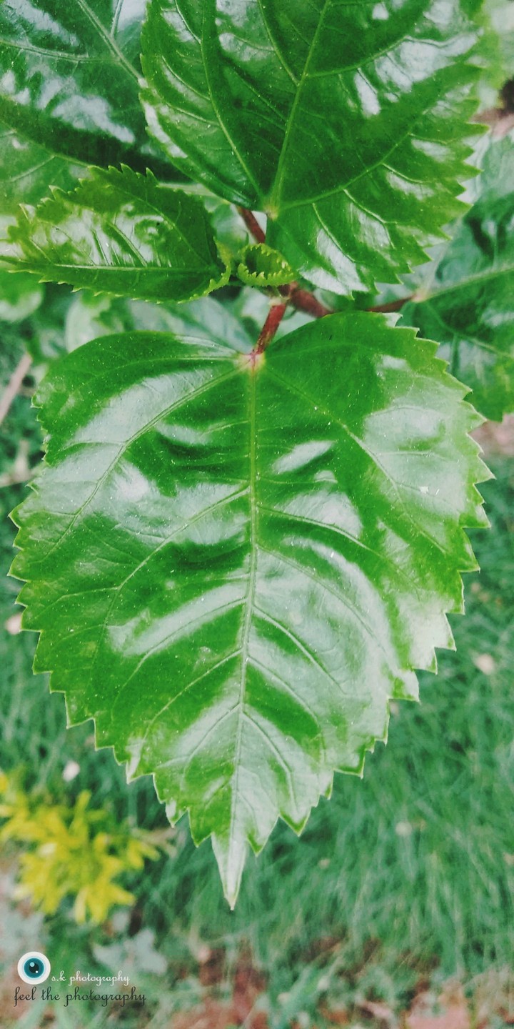 glowing leaf