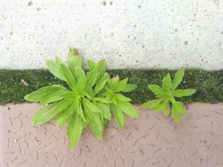 Plant