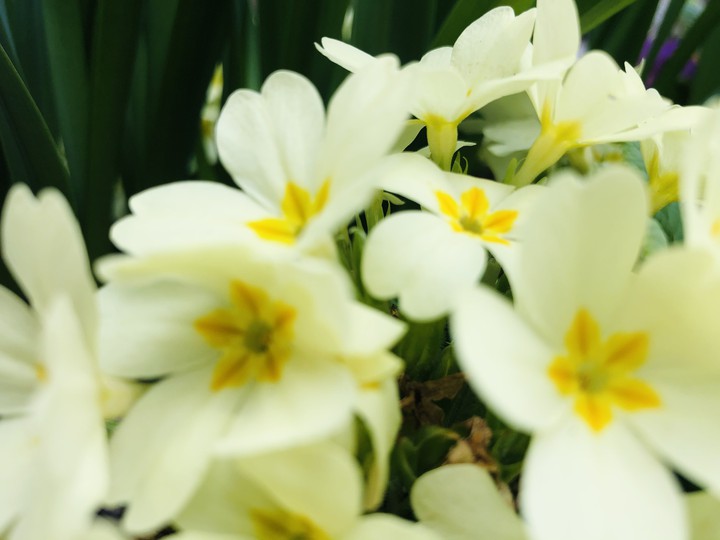 yellow