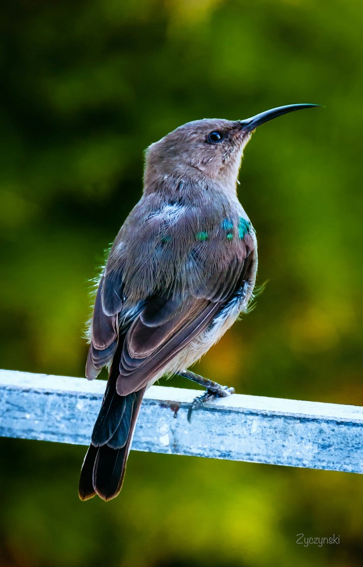 Bird