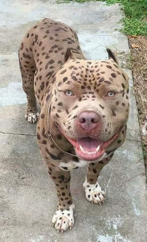 spotted dog