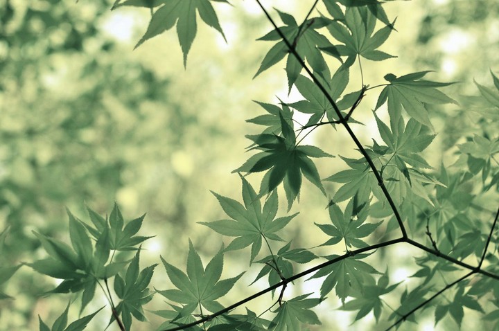 Leaf