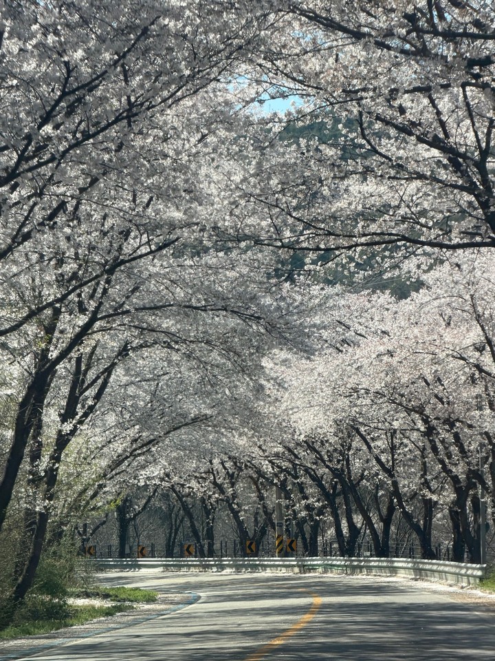 tapety spring, branch