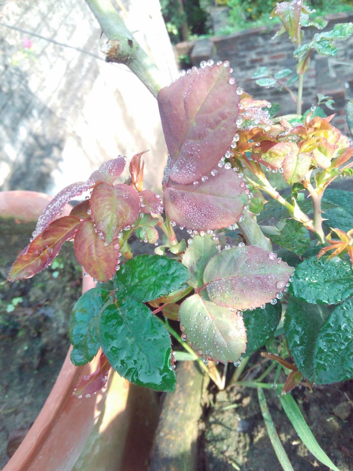 water drops upon rose leaves...