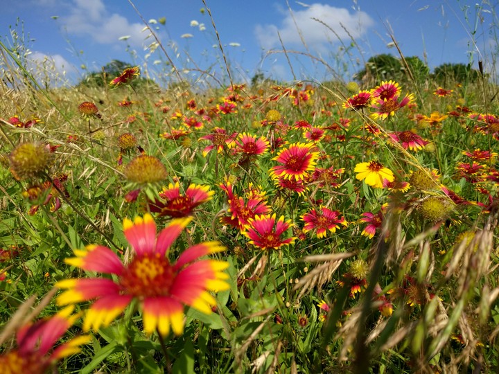 flowers and grass
