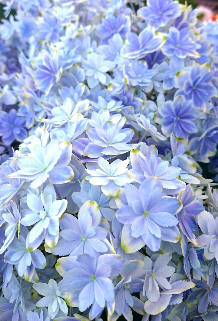 紫陽花