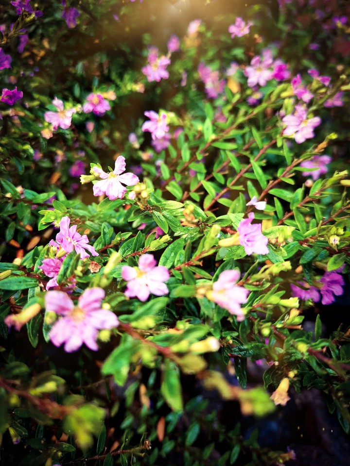 flowers