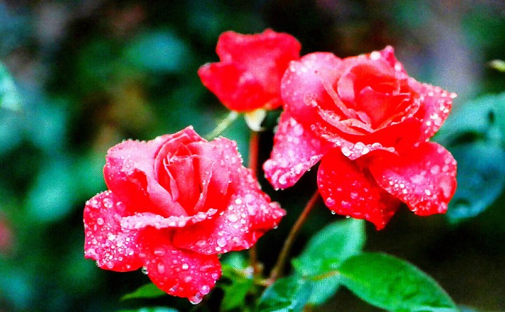 Flores!!!