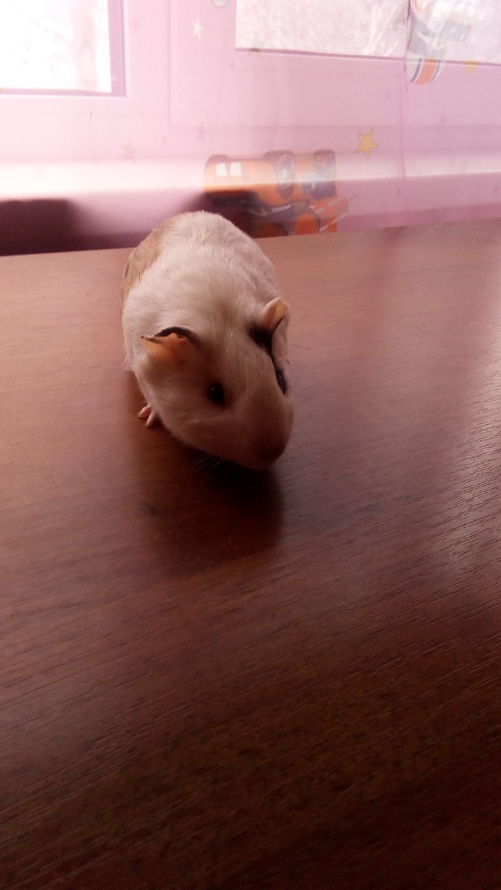 my pig