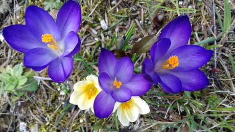 wildflower, crocus achtergronden