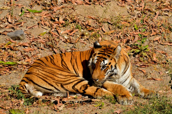 Tiger