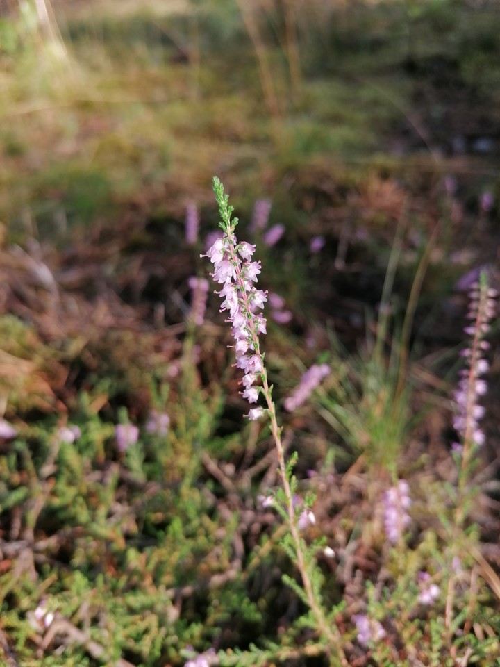 Calluna