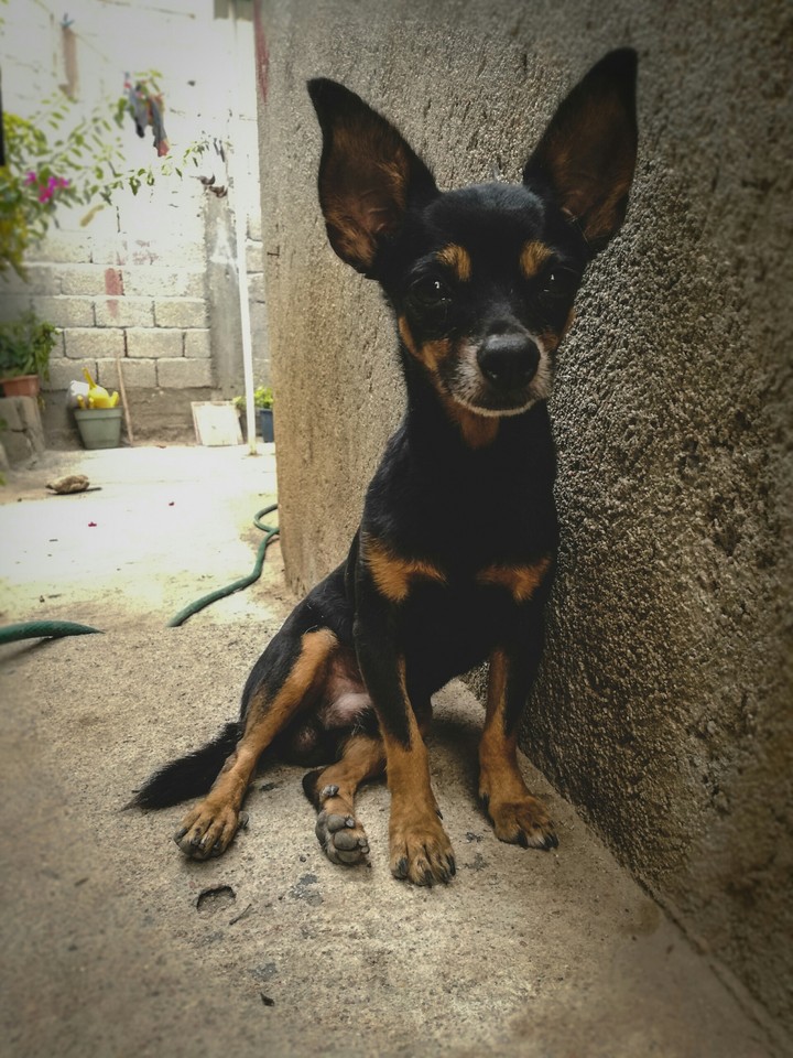 Chihuahua