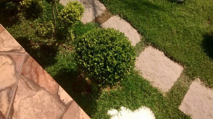 green plant