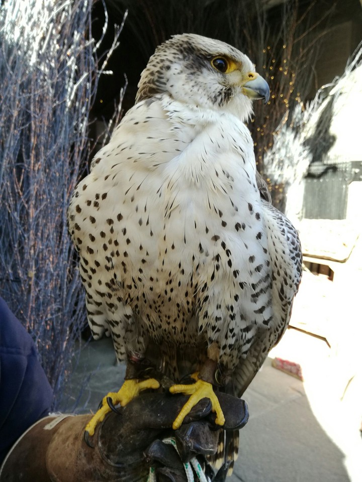 Falcon