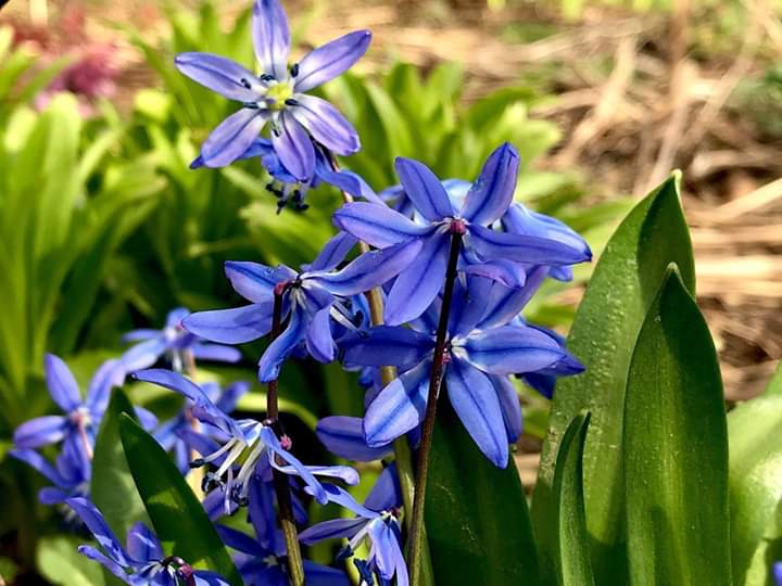 Blue flowers :)