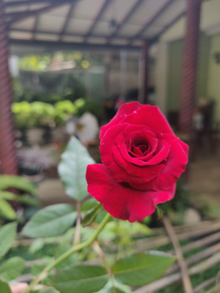 Morning Rose