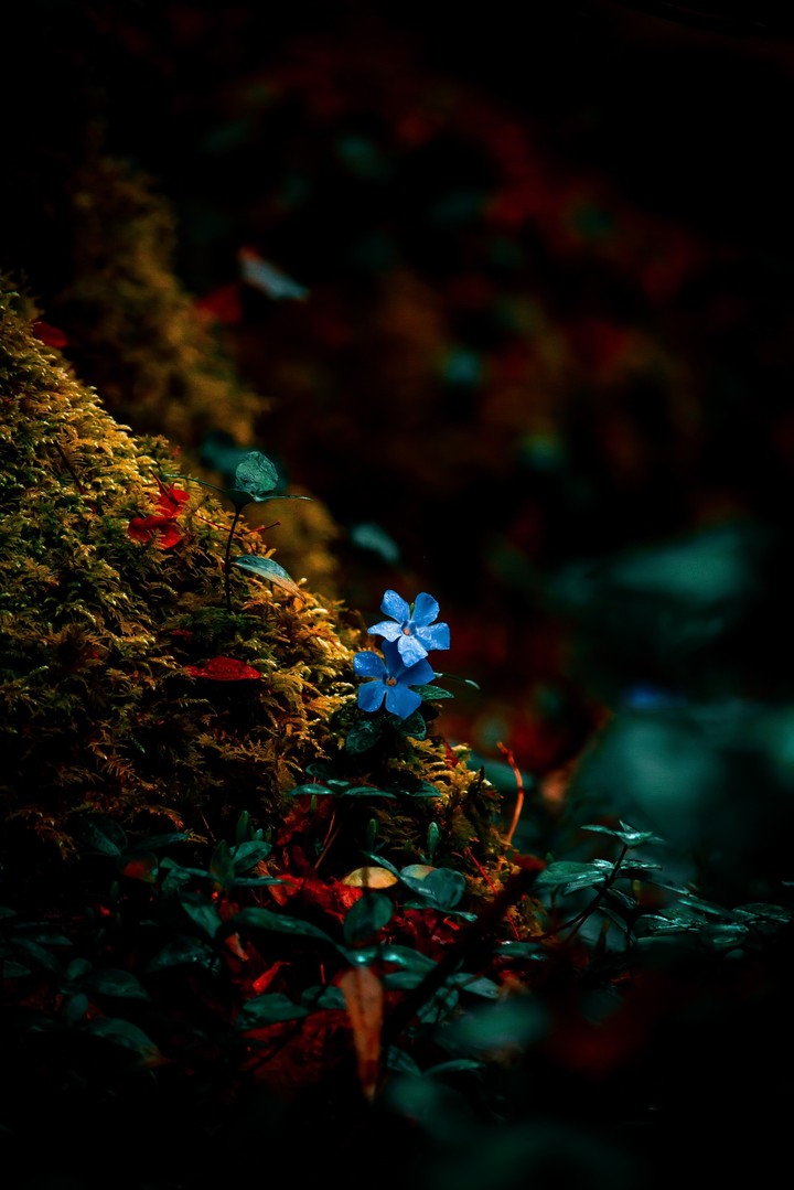 Beauty of Nature