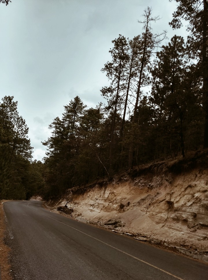 Forest