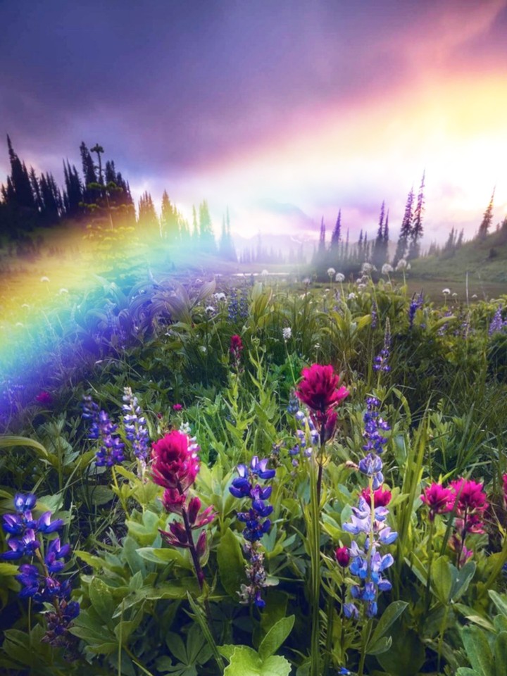 rainbow fields