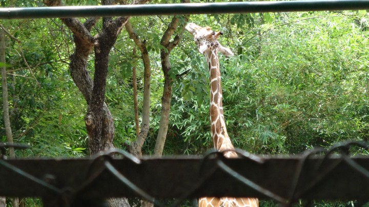 Giraffee