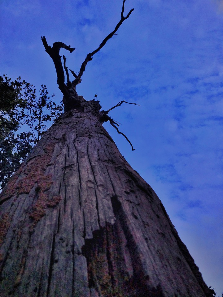 tree