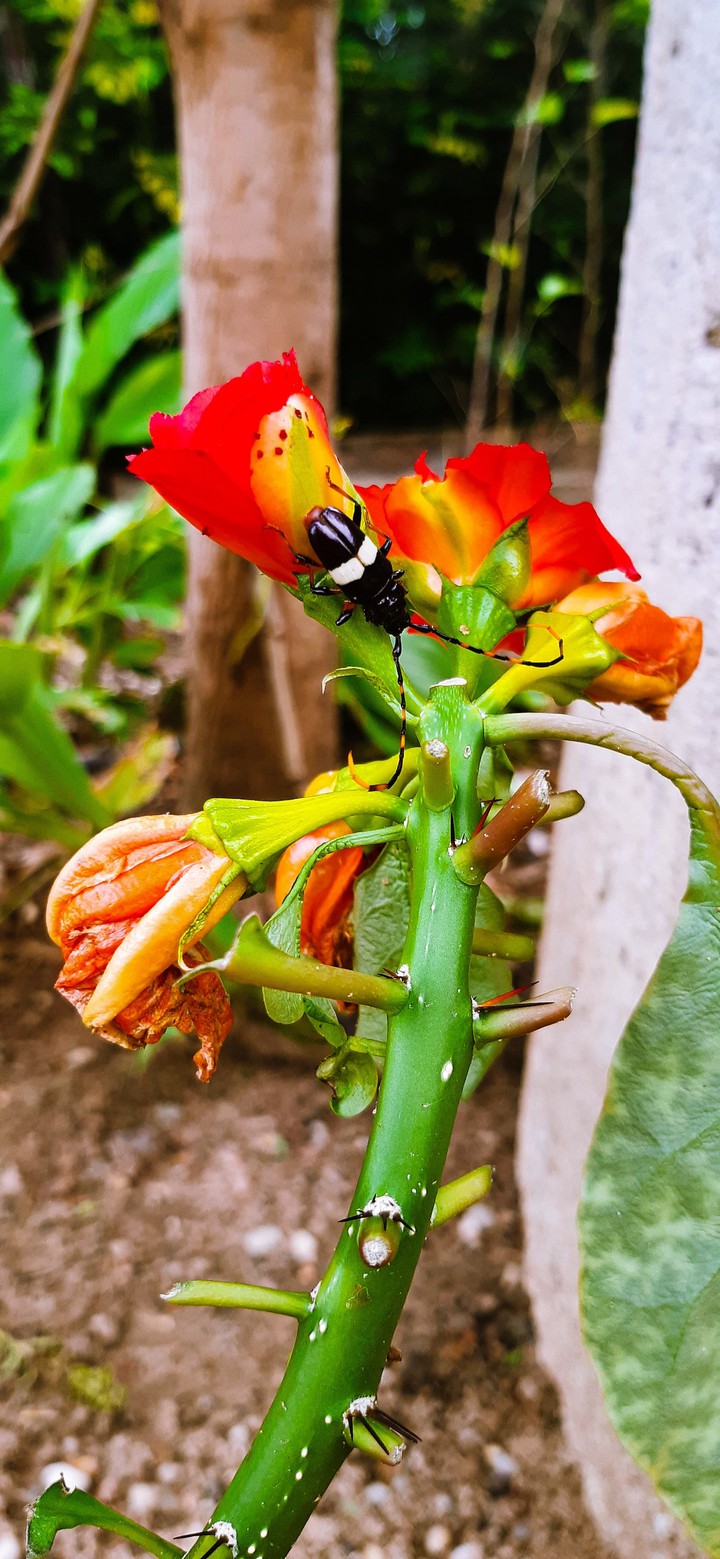 a little bug