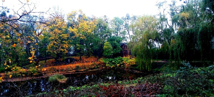 forest