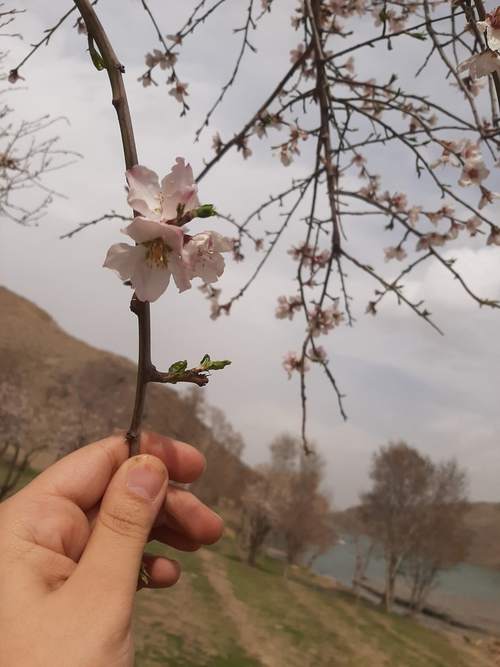 #عشق#شکوفه