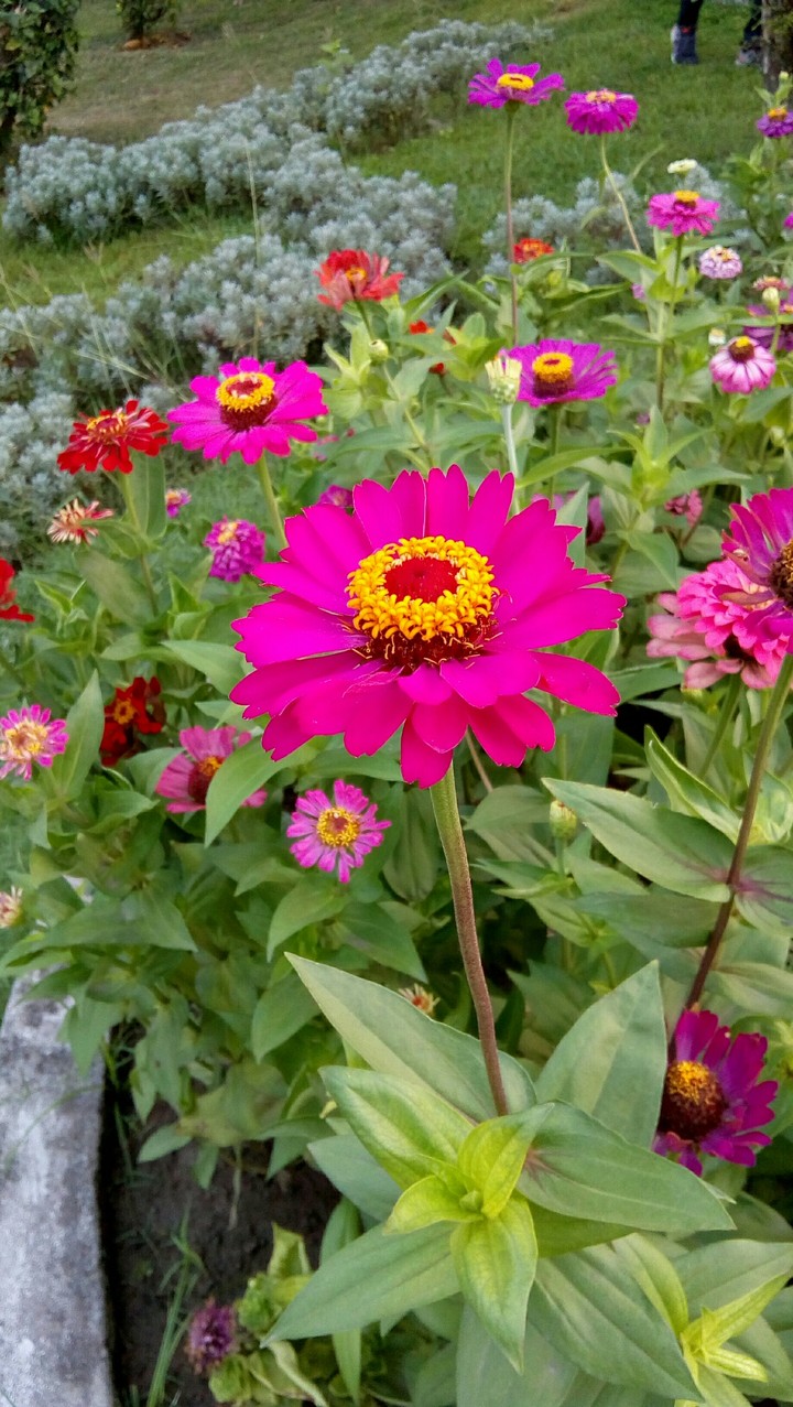 flower