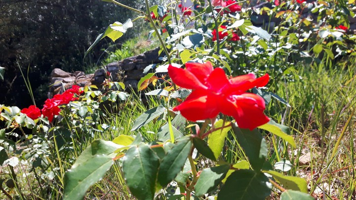 flowers