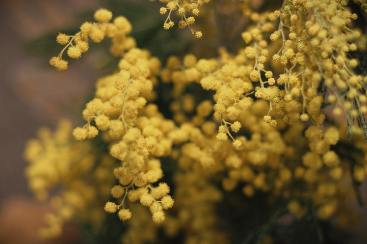 Mimosa